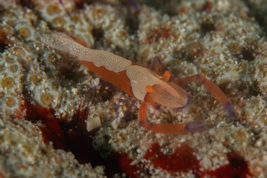 Filipinler, Bohol Denizi 'nde İmparator Karidesi