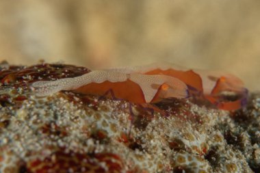 Filipinler, Bohol Denizi 'nde İmparator Karidesi