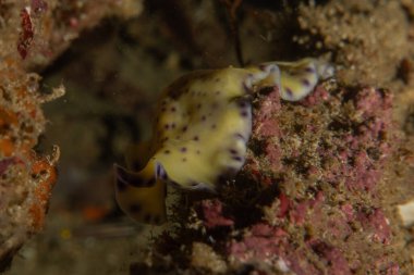 Filipinler, Anilao 'da Denizde Çıplaklar Denizi sümüklüböceği