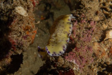 Filipinler, Anilao 'da Denizde Çıplaklar Denizi sümüklüböceği