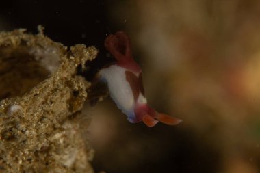 Filipinler, Anilao 'da Denizde Çıplaklar Denizi sümüklüböceği