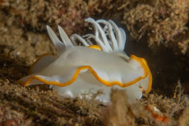 Filipinler, Anilao 'da Denizde Çıplaklar Denizi sümüklüböceği