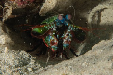 Filipinler Denizi 'nde Mantis karidesi