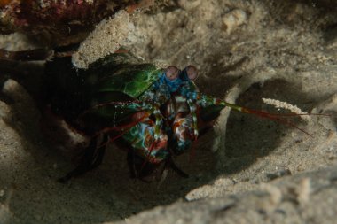 Filipinler Denizi 'nde Mantis karidesi