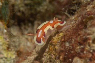 Filipinler, Anilao 'da Denizde Çıplaklar Denizi sümüklüböceği