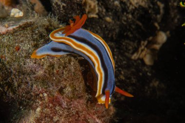 Filipinler, Anilao 'da Denizde Çıplaklar Denizi sümüklüböceği