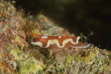 Filipinler, Anilao 'da Denizde Çıplaklar Denizi sümüklüböceği