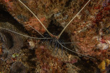 Filipinler 'deki Tubbataha Resif Ulusal Parkı' nda Boyanmış Istakoz (Panulirus versicolor)