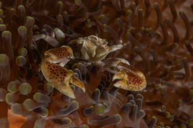 Filipinler Denizi 'ndeki Yengeç