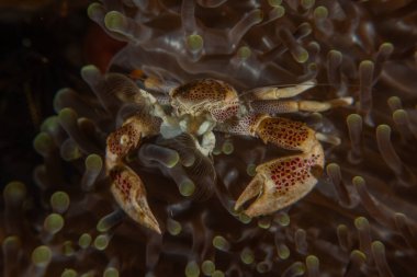 Filipinler Denizi 'ndeki Yengeç