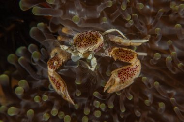 Filipinler Denizi 'ndeki Yengeç