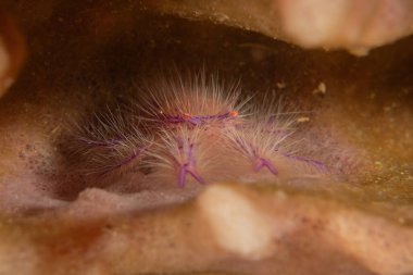 Filipinler Denizi 'ndeki mercan resifi ve su bitkileri