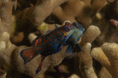 Mandarin balığı Filipinler Denizi 'nde yüzer.