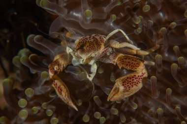 Filipinler Denizi 'ndeki Yengeç