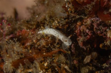 Filipinler, Anilao 'da Denizde Çıplaklar Denizi sümüklüböceği