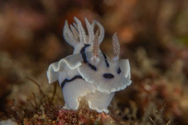 Filipinler, Anilao 'da Denizde Çıplaklar Denizi sümüklüböceği