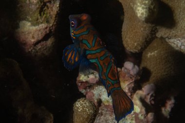 Mandarin balığı Filipinler Denizi 'nde yüzer.