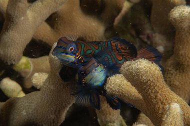 Mandarin balığı Filipinler Denizi 'nde yüzer.