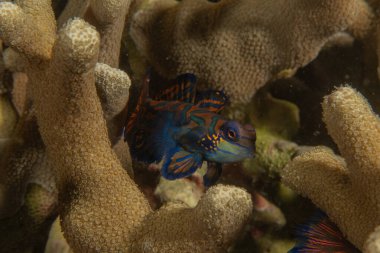 Mandarin balığı Filipinler Denizi 'nde yüzer.