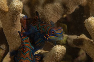 Mandarin balığı Filipinler Denizi 'nde yüzer.