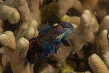 Mandarin balığı Filipinler Denizi 'nde yüzer.