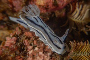 Filipinler, Anilao 'da Denizde Çıplaklar Denizi sümüklüböceği