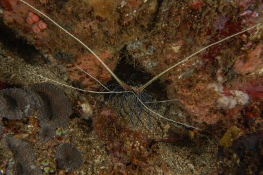 Filipinler 'deki Tubbataha Resif Ulusal Parkı' nda Boyanmış Istakoz (Panulirus versicolor)