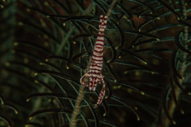 Filipinler, Bohol Denizi 'nde İmparator Karidesi