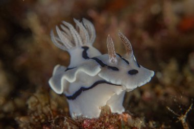 Filipinler, Anilao 'da Denizde Çıplaklar Denizi sümüklüböceği