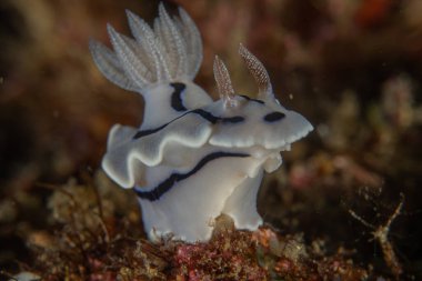 Filipinler, Anilao 'da Denizde Çıplaklar Denizi sümüklüböceği