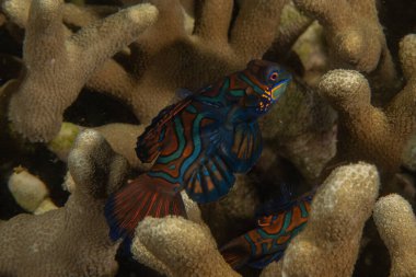 Mandarin balığı Filipinler Denizi 'nde yüzer.