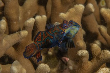 Mandarin balığı Filipinler Denizi 'nde yüzer.