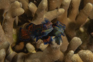 Mandarin balığı Filipinler Denizi 'nde yüzer.