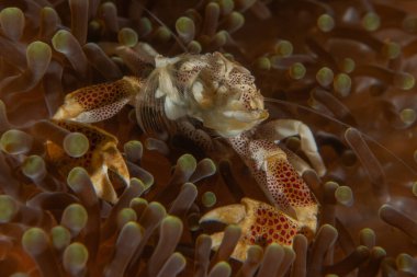 Filipinler Denizi 'ndeki Yengeç