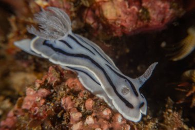 Filipinler, Anilao 'da Denizde Çıplaklar Denizi sümüklüböceği