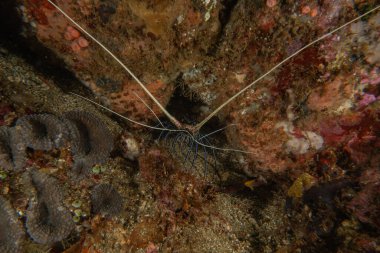 Filipinler 'deki Tubbataha Resif Ulusal Parkı' nda Boyanmış Istakoz (Panulirus versicolor)