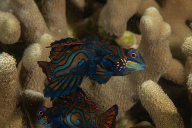 Mandarin balığı Filipinler Denizi 'nde yüzer.