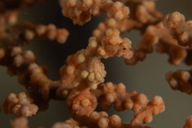 Filipinler Denizi 'ndeki mercan resifi ve su bitkileri