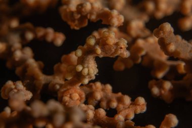 Filipinler Denizi 'ndeki mercan resifi ve su bitkileri