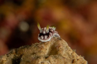 Filipinler, Anilao 'da Denizde Çıplaklar Denizi sümüklüböceği