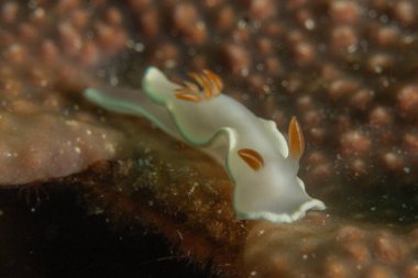 Filipinler, Anilao 'da Denizde Çıplaklar Denizi sümüklüböceği