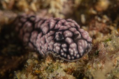 Filipinler, Anilao 'da Denizde Çıplaklar Denizi sümüklüböceği