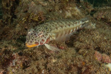 Tubbataha Resifleri Ulusal Parkı 'nda balıklar yüzer