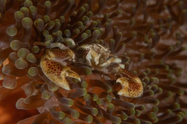 Filipinler Denizi 'ndeki Yengeç