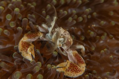 Filipinler Denizi 'ndeki Yengeç