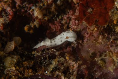 Filipinler, Anilao 'da Denizde Çıplaklar Denizi sümüklüböceği