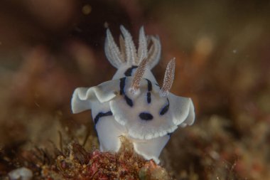 Filipinler, Anilao 'da Denizde Çıplaklar Denizi sümüklüböceği