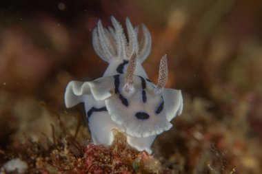 Filipinler, Anilao 'da Denizde Çıplaklar Denizi sümüklüböceği
