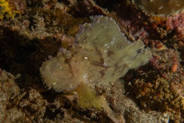 Filipinler Denizi 'nde balıklar yüzer.