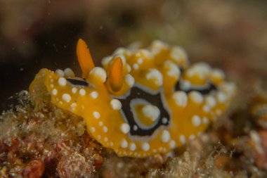 Filipinler, Anilao 'da Denizde Çıplaklar Denizi sümüklüböceği